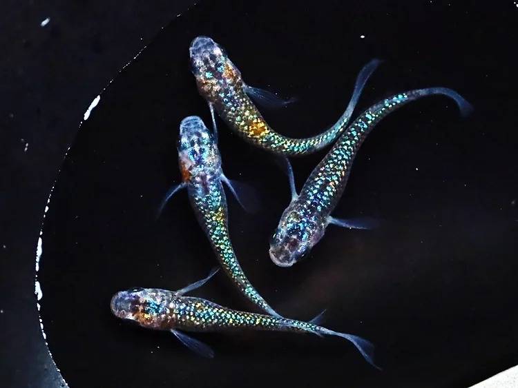 ラメ王×忘却の翼 若魚 5 | 商品紹介 | メダカの通販なら丸長