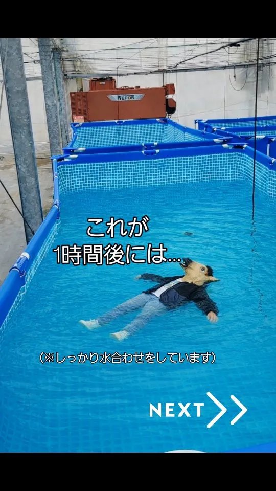 寒波も去って本格的なめだかシーズンです🩷