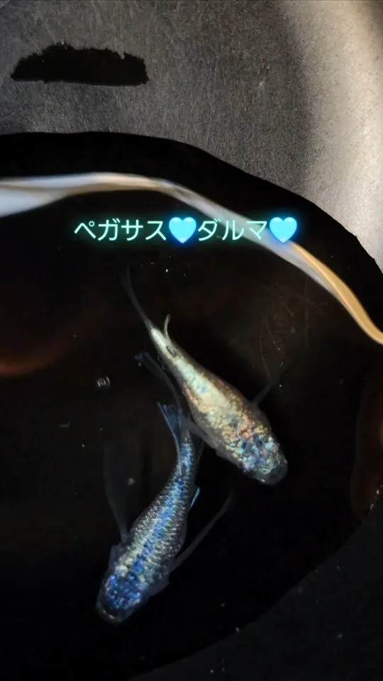 ペガサスダルマ💙